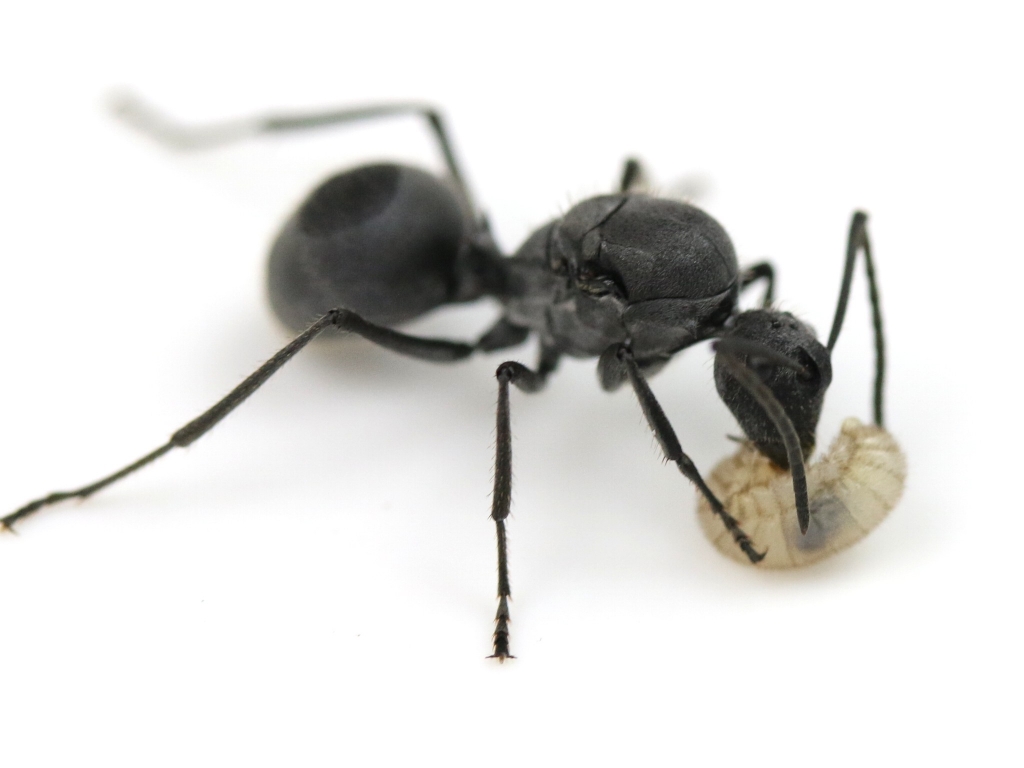 Polyrhachis schlueteri (Weberameisen)